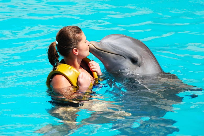 Nado Con Delfines En Los Cabos Reserva Online En 3841