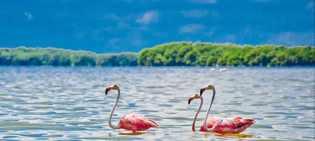 Excursión a Celestún