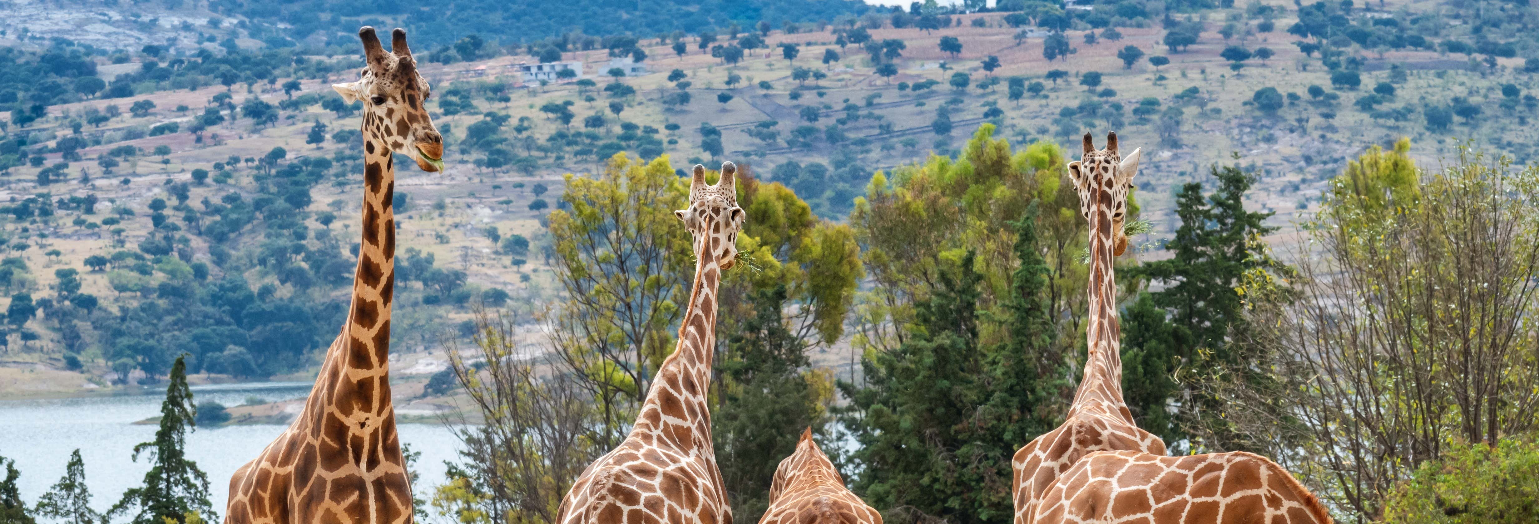 Excursión al Zoológico Africam Safari