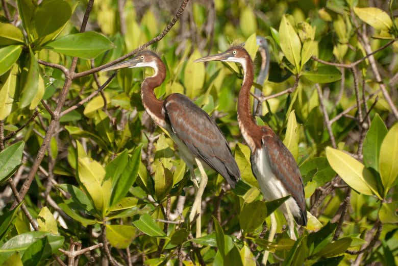 Risultati immagini per PARCO NAZIONALE LAGUNAS DE CHACAHUA