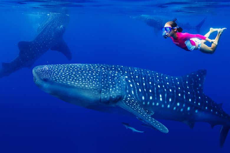 Isla Mujeres Swimming With Whale Sharks From Riviera Maya