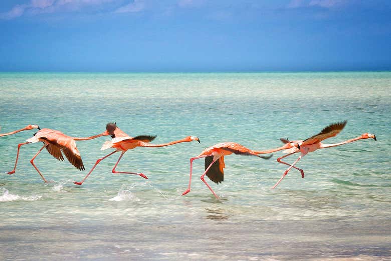 Day Trip to Isla Holbox from Riviera Maya - Book at Civitatis.com