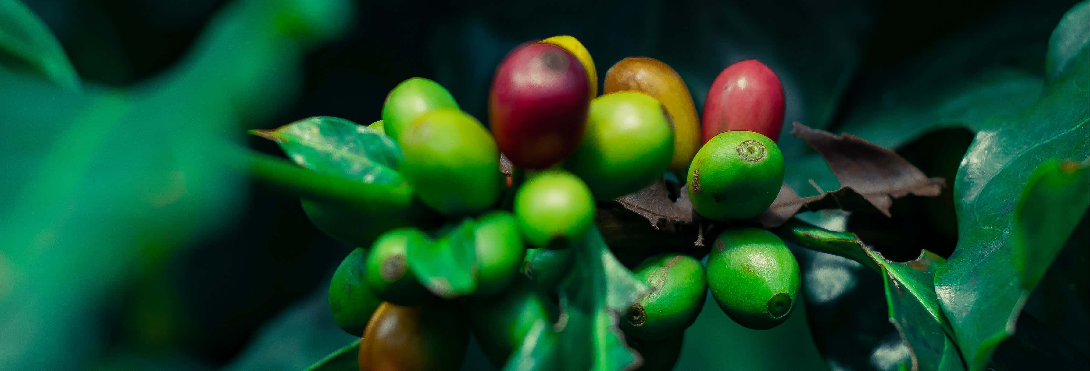 Tour del café por Coatepec
