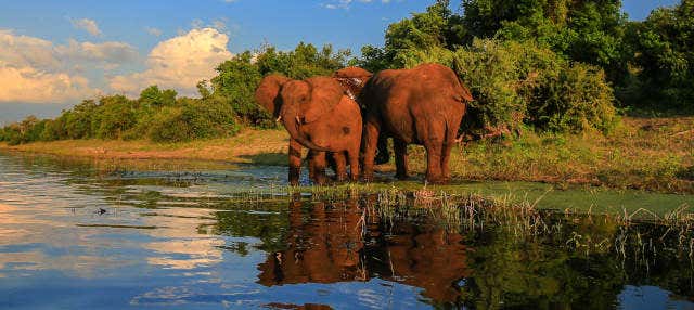 Safari por el Parque Nacional Kruger
