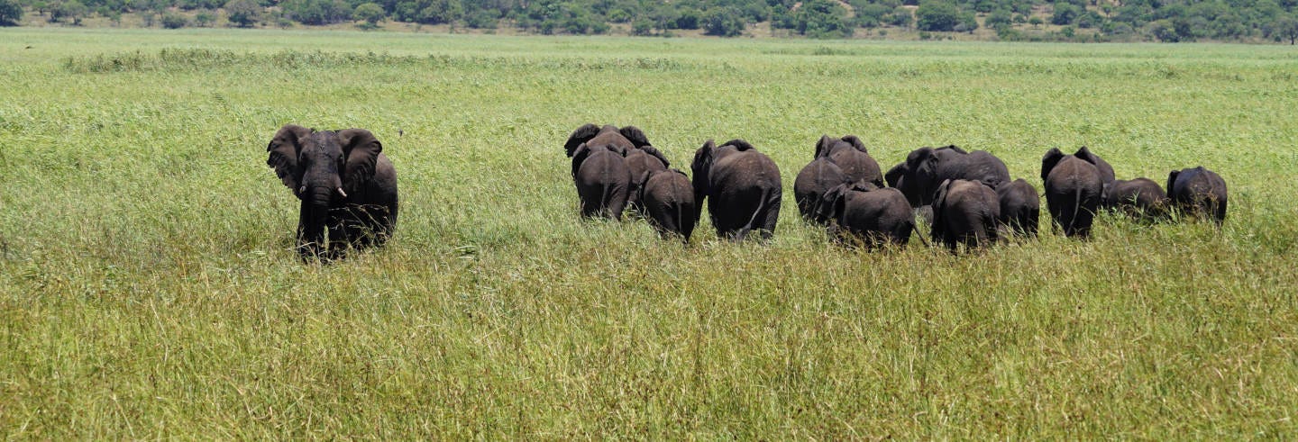 Safari Por La Reserva Especial De Maputo 8229