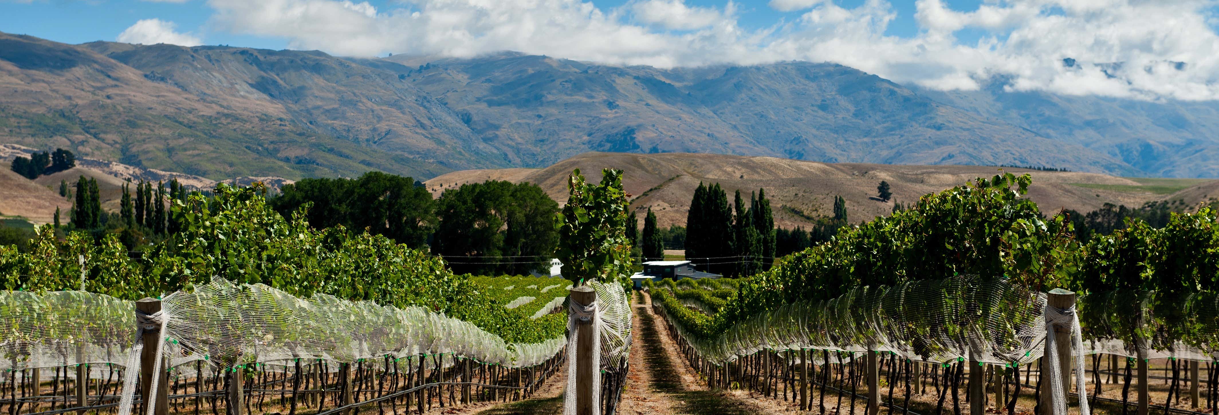 Route des vins dans Gibbston