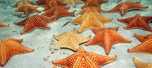 Excursion à Playa Estrella et Isla Pájaros