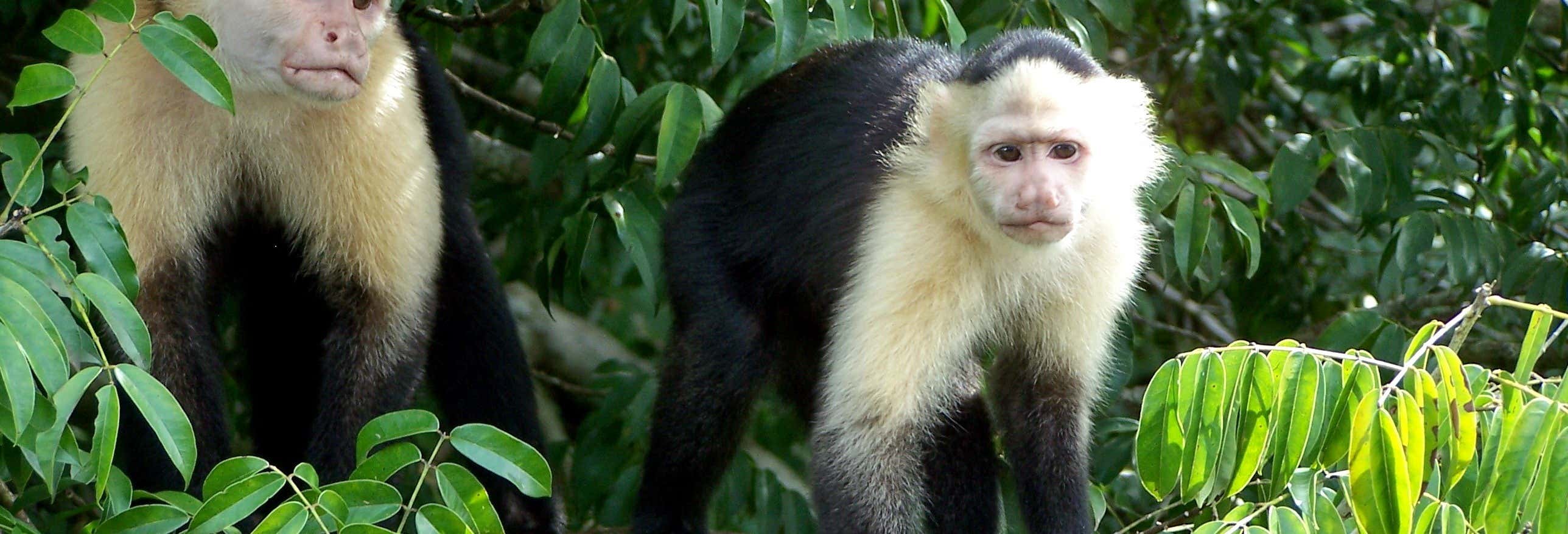Excursión a Isla Monos y Gamboa Rainforest Resort