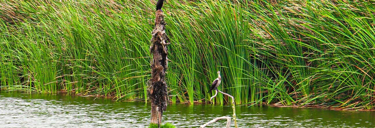 Excursão a Pantanos de Villa