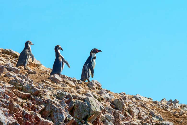 Islas Ballestas + Reserva Nacional de Paracas desde Lima