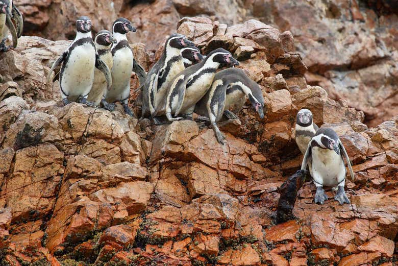 Islas Ballestas + Reserva Nacional de Paracas desde Paracas
