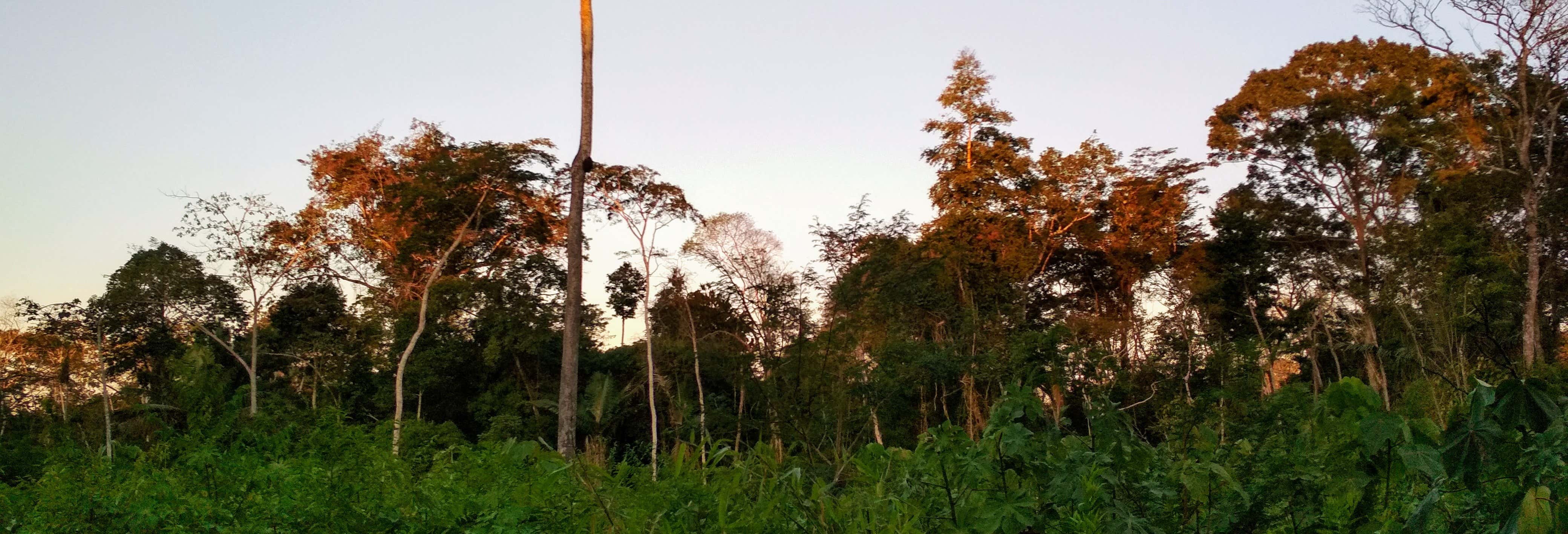 Ruta de 4 días de trekking por la selva amazónica