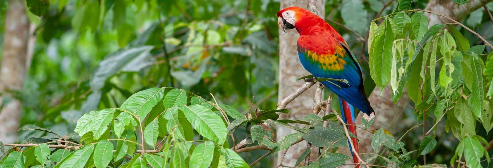 Tour de 3 o 4 días por Tambopata con avistamiento de fauna