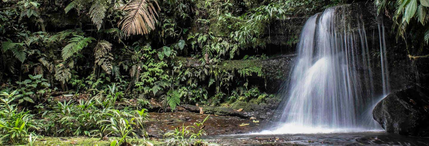 Tour de 4 días por el Parque Nacional Cordillera Azul