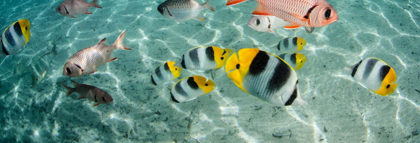 Glass-Bottom Boat Tour
