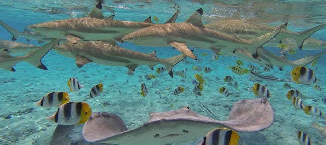 Moto de agua + Snorkel con tiburones y rayas