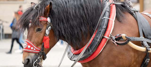 Giro in calesse a Breslavia