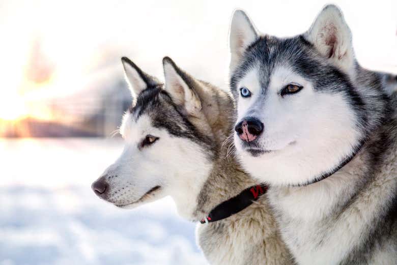 Cachorros husky
