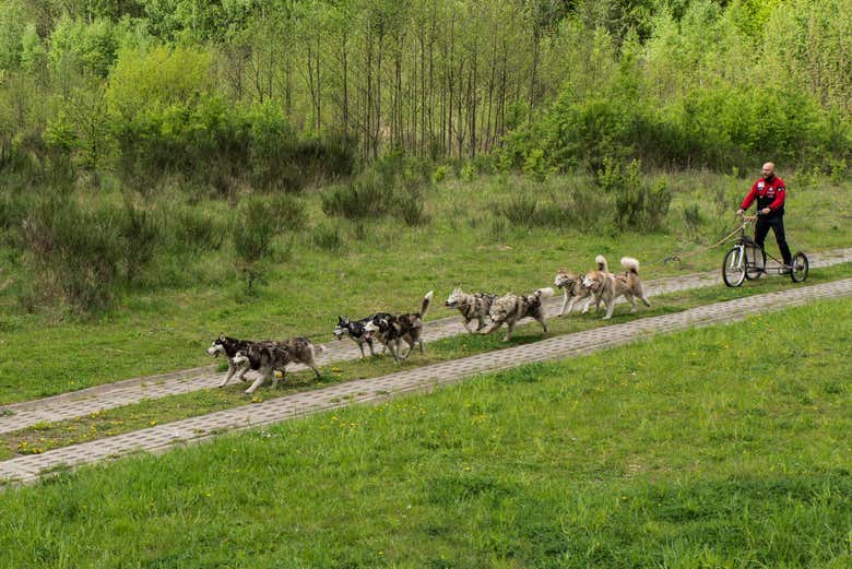 Passeando de trenó no verão