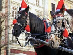 Cavalos com gorro de Natal