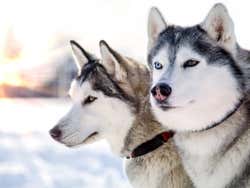 Cachorros husky