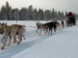 Passeando de trenó pelas frias paisagens