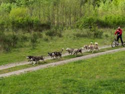 Passeando de trenó no verão