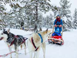 Passeando de trenó de cachorros husky