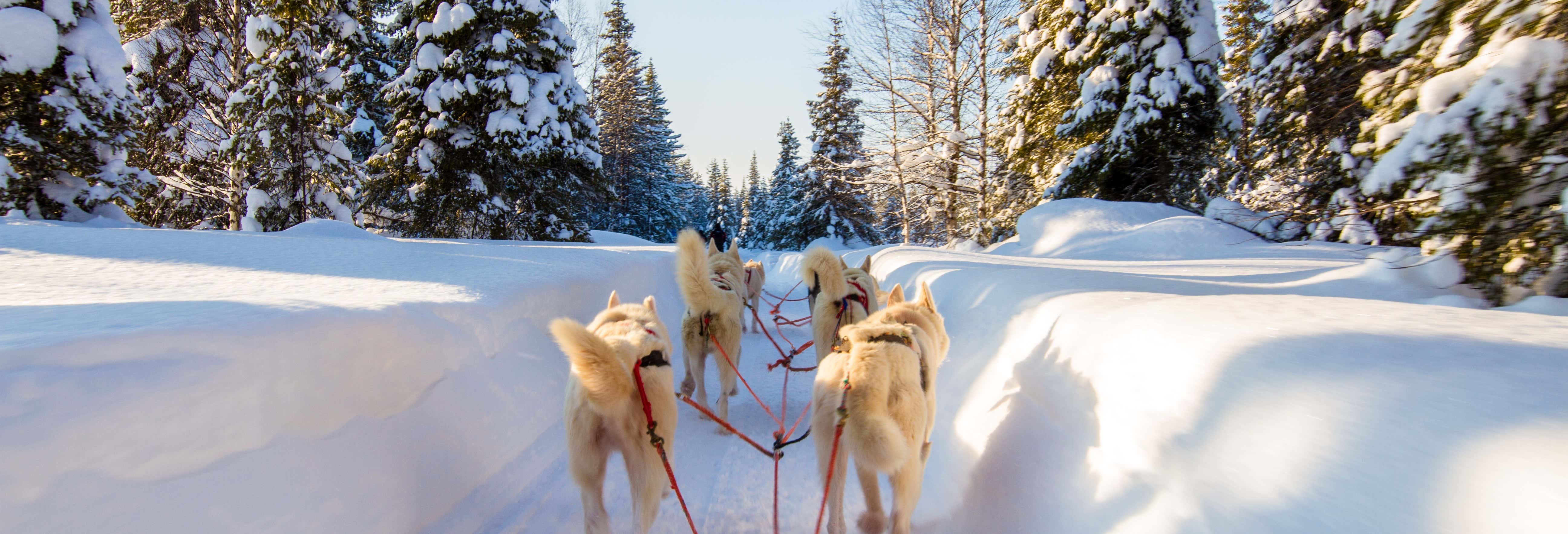 Paseo en trineo de perros husky