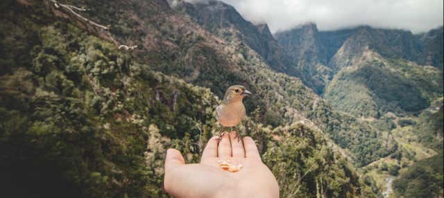 Birdwatching a Madeira