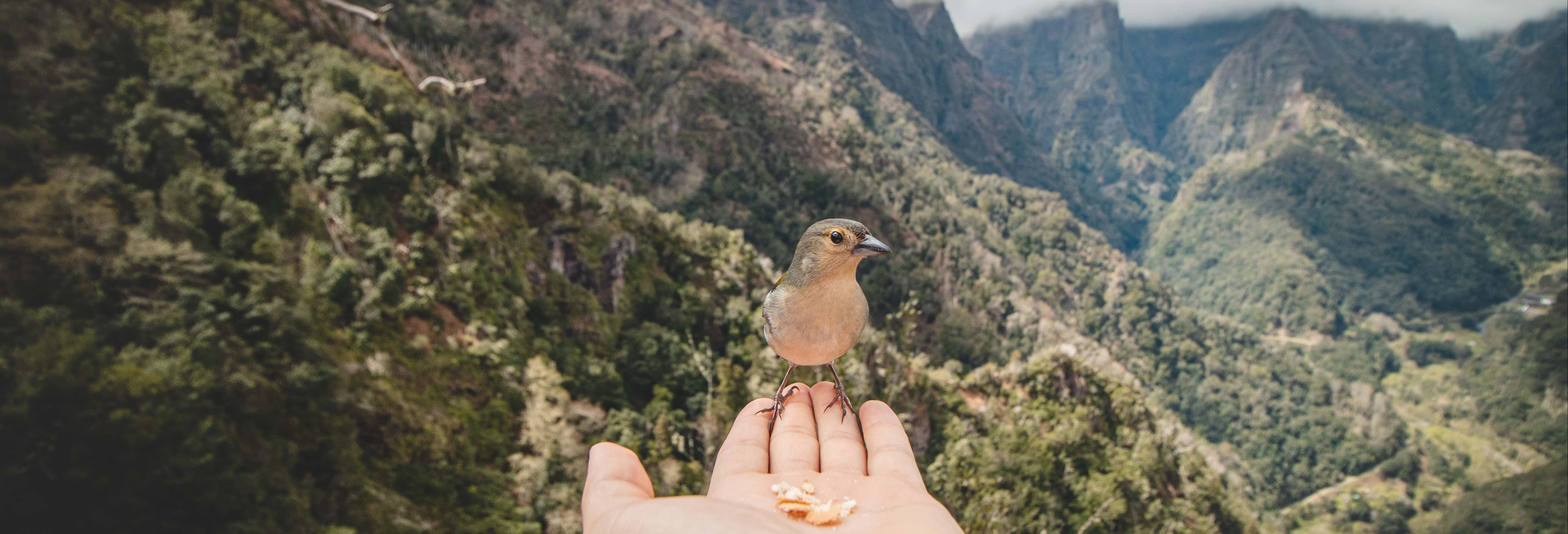 Observação de aves em Madeira