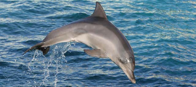 Avvistamento di cetacei in catamarano