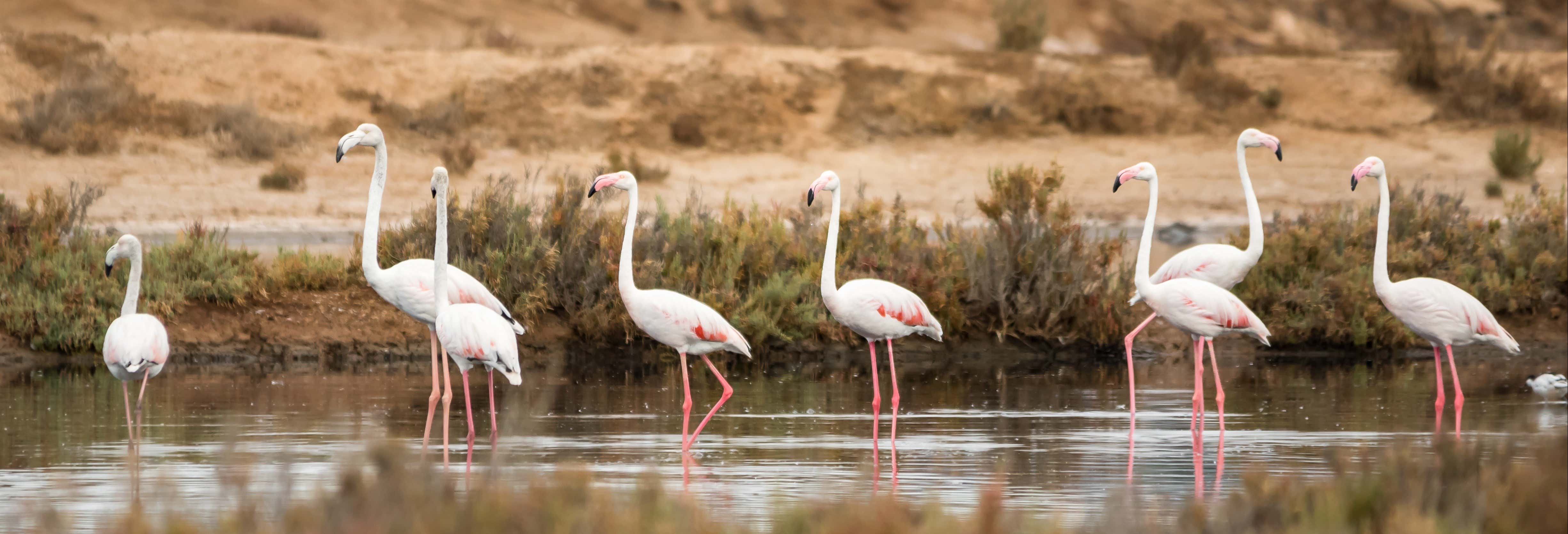 Avistamiento de aves en la Ría Formosa