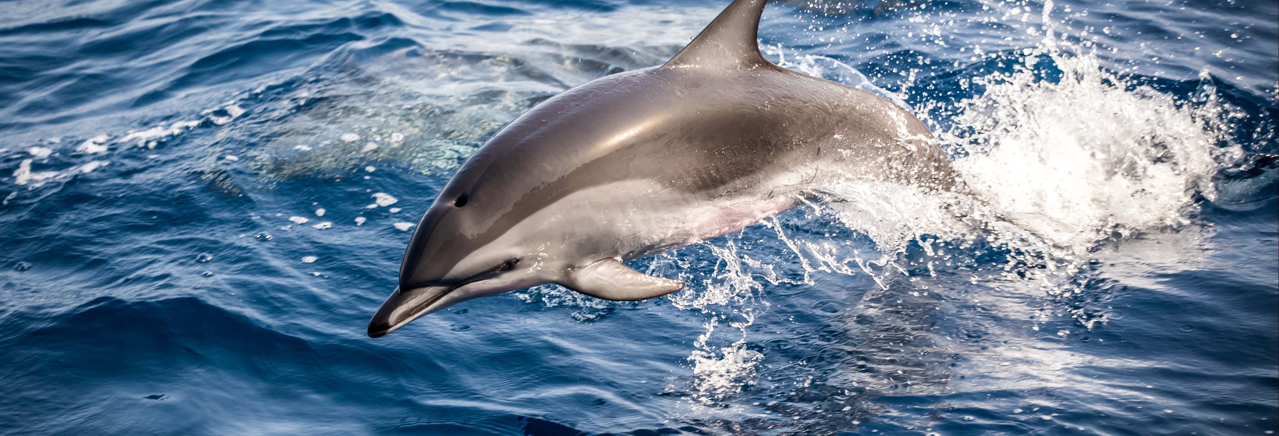 Avistamiento de delfines en Fuzeta