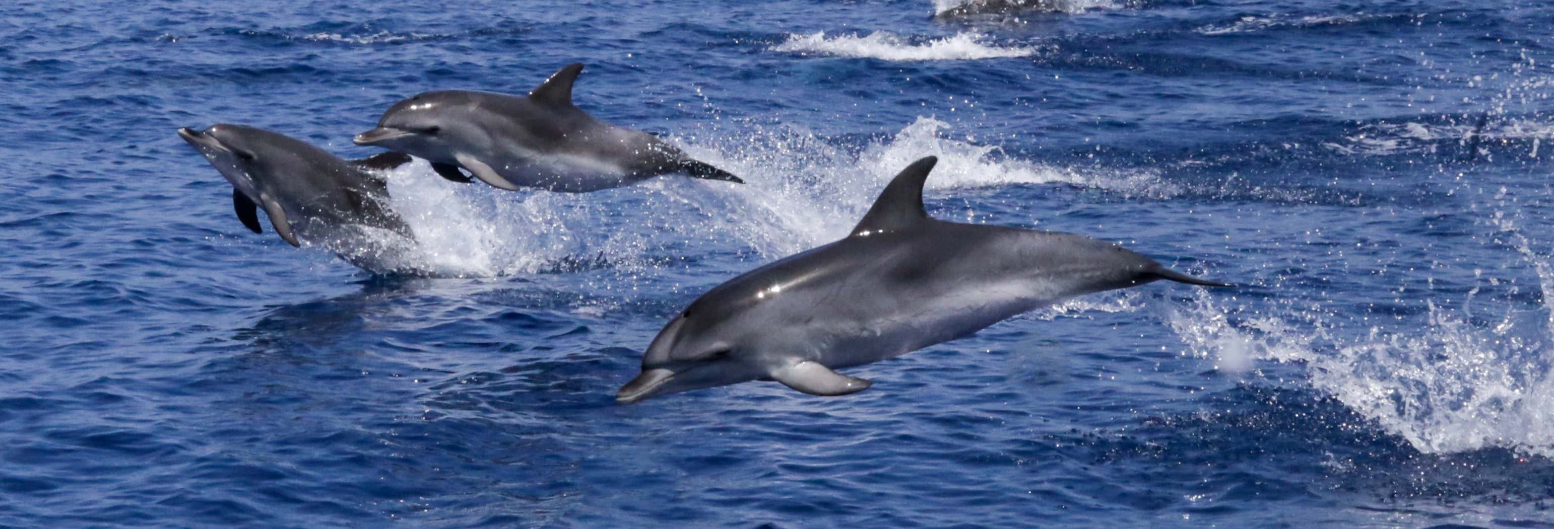 Avistamiento de delfines en Lagos
