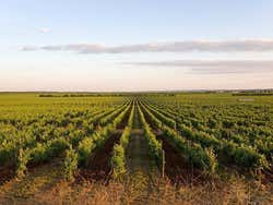 Viñedos de la bodega Herdade do Esporão