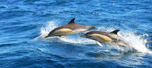 Dolphin Watching in Olhao