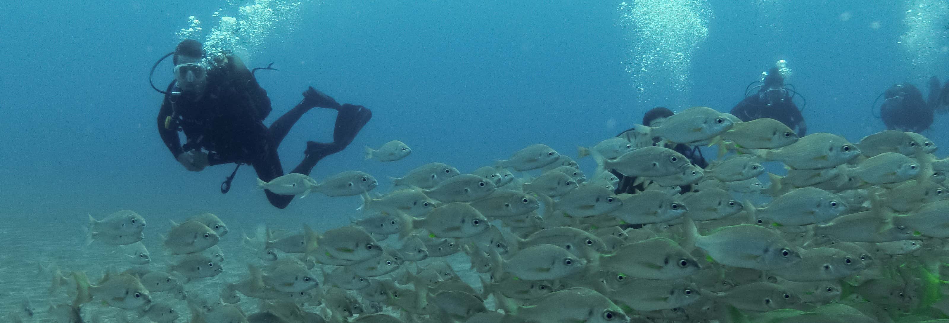 Bautismo de buceo en el Parque Natural de Arrábida
