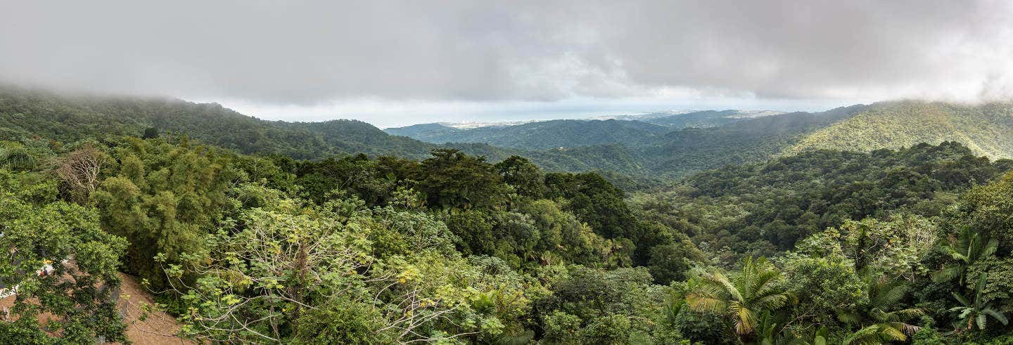 Excursión al Bosque Nacional El Yunque