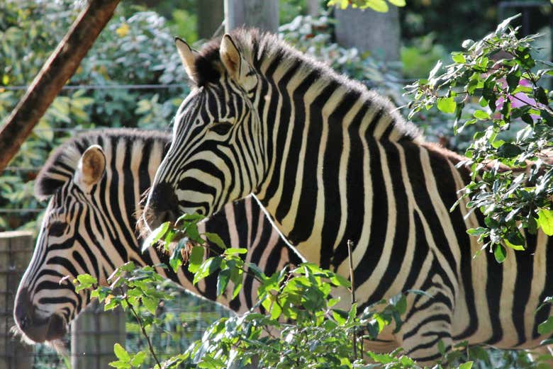 London Zoo Tickets - LondonCityBreak.com