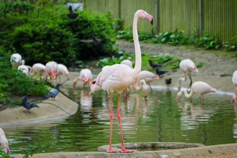 Flamingos no ZSL London Zoo