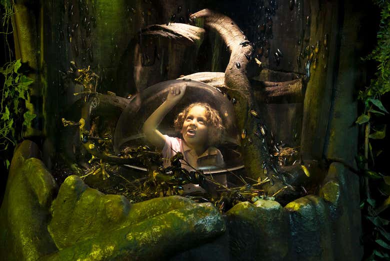 Criança vendo os insetos do aquário