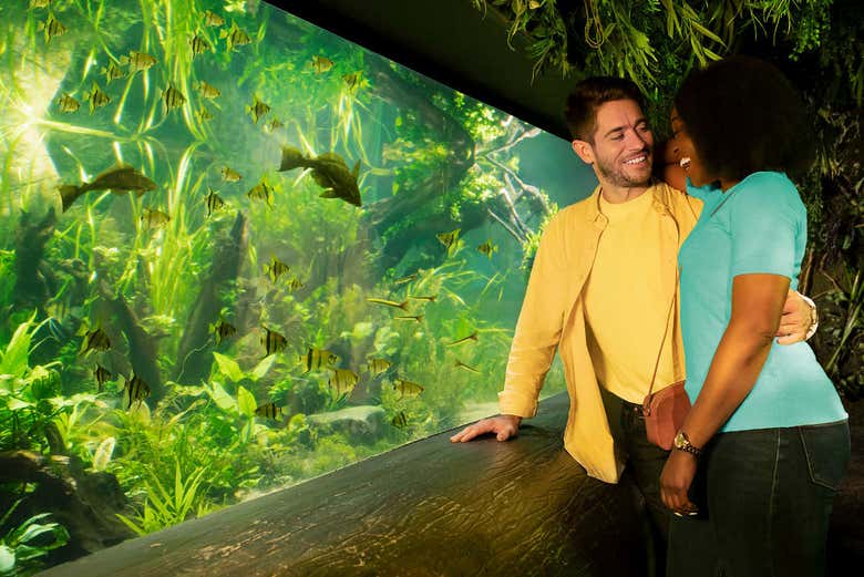 Casal vendo um bosque marinho