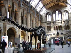 Diplodocus en el Museo de Historia Natural