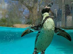 Pinguim no zoo de Londres