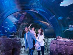 Passando por dentro de um aquário