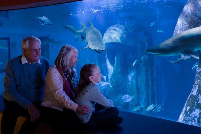 Vendo um tubarão no aquário