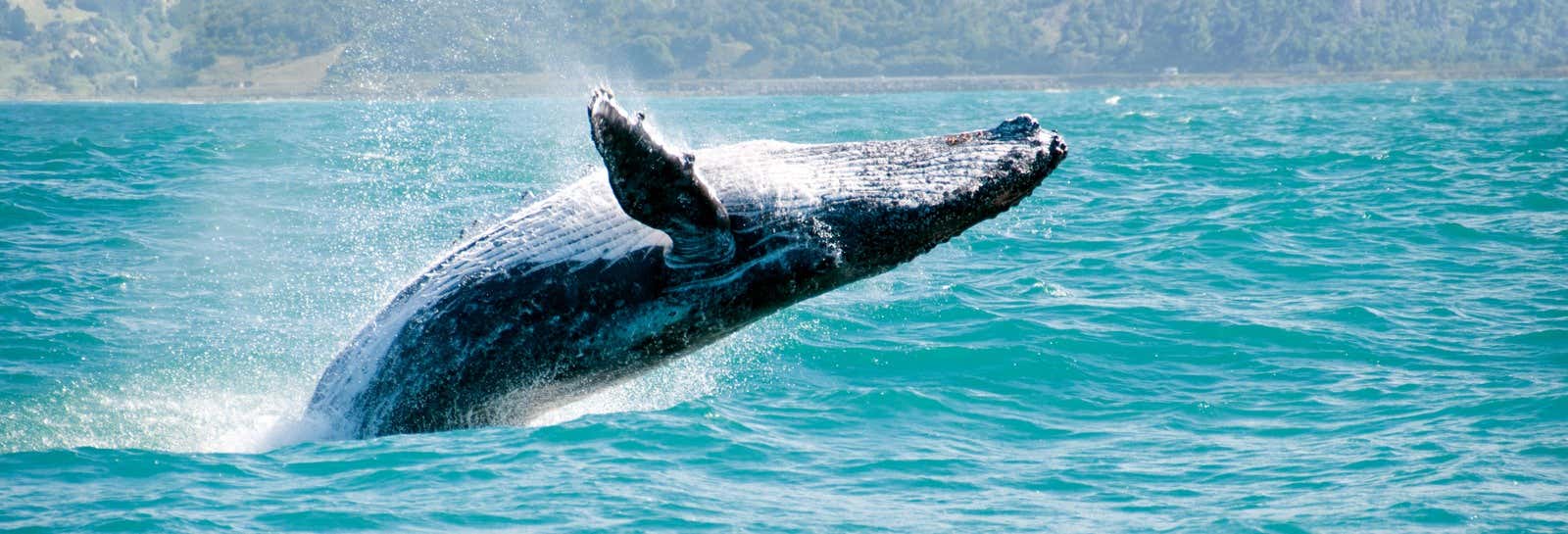 Avistamiento de ballenas en Samaná