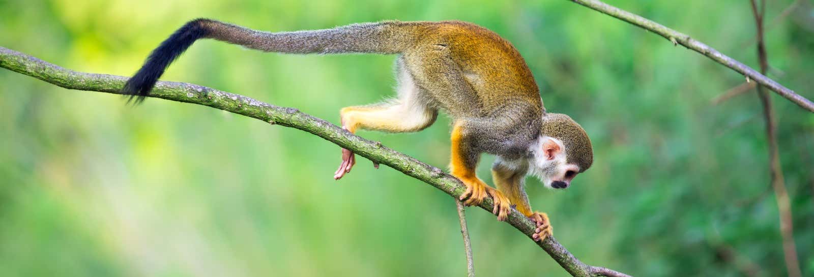 Excursión a Monkeyland