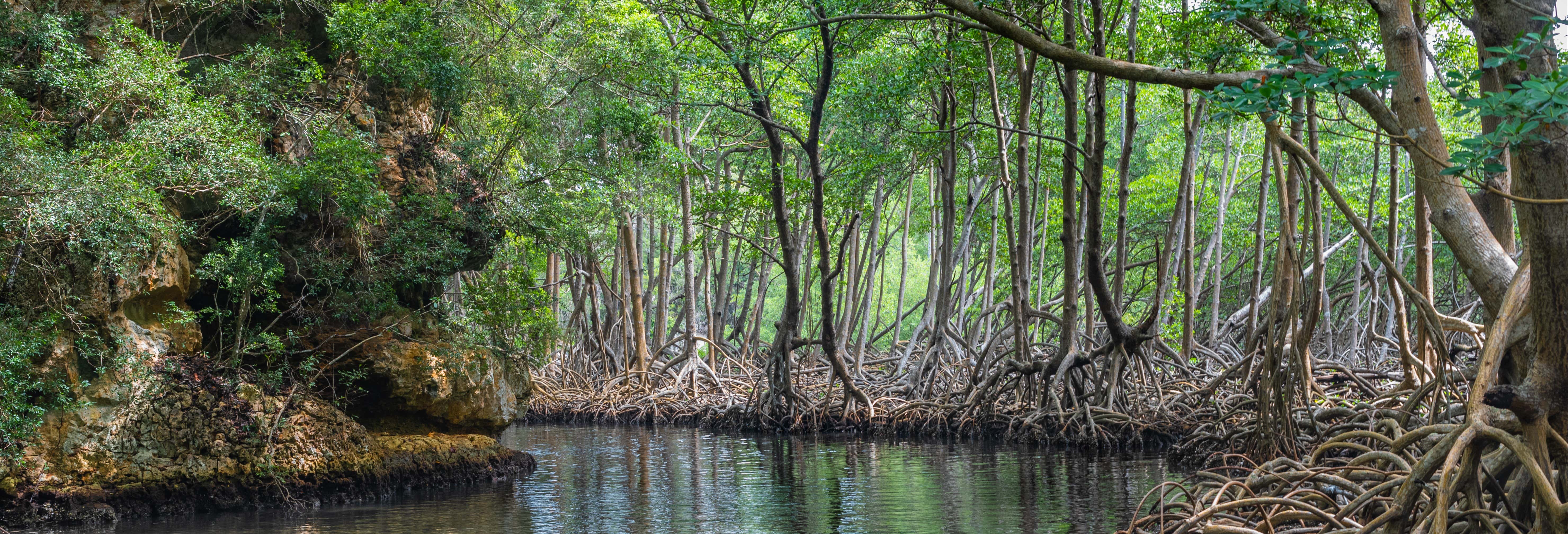 Excursión al Parque Nacional Los Haitises